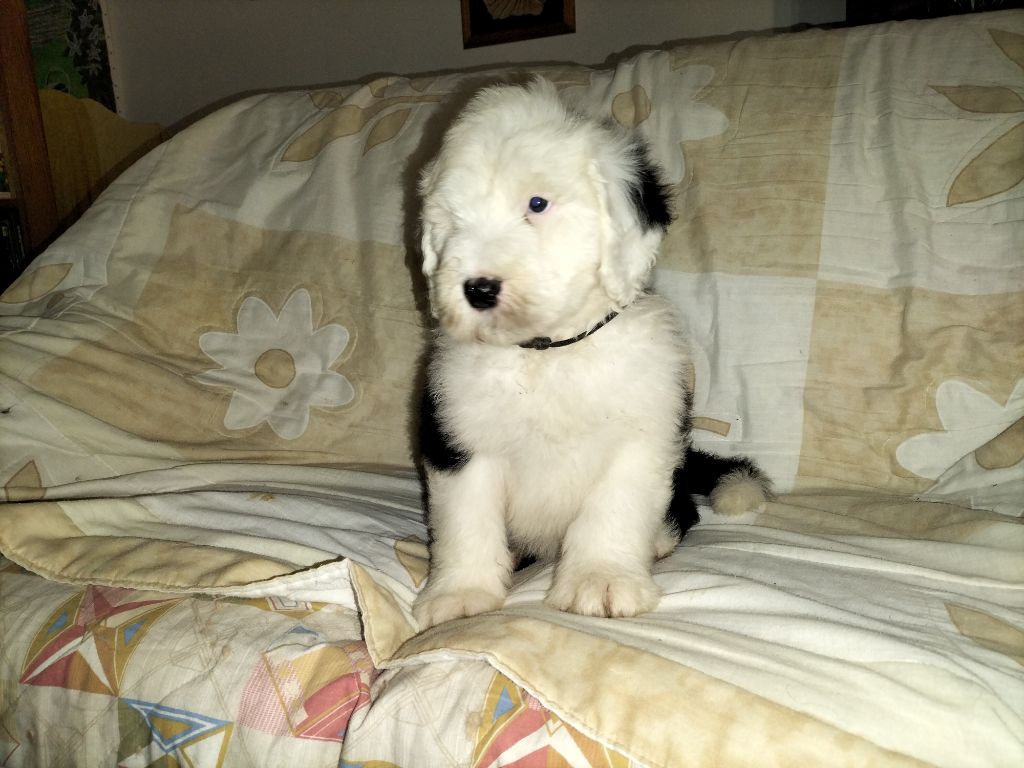 Stairway to Heaven - Chiot disponible  - Bobtail